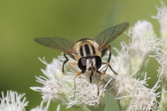 Helophilus latifrons