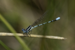 Argia bipunctulata