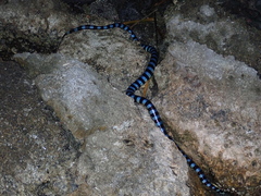 Laticauda laticaudata