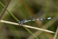 Argia bipunctulata