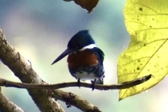 Chloroceryle americana