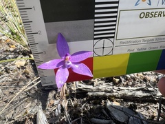 Glossodia minor