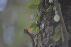 Draco maculatus haasei