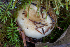 Lactarius resimus