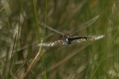 Somatochlora tenebrosa