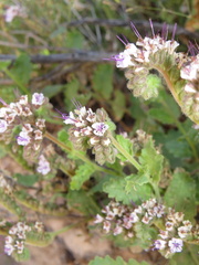 Phacelia integrifolia