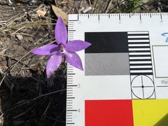 Glossodia minor