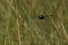 Somatochlora tenebrosa