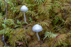 Mycena epipterygia