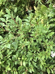 Vaccinium membranaceum