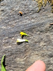 Melampyrum sylvaticum