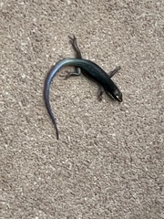 Plestiodon obsoletus