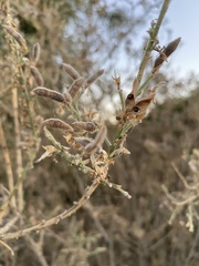 Genista monspessulana