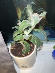 Kalanchoe tomentosa