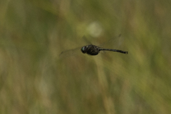 Somatochlora tenebrosa