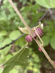 Kokkocynips imbricariae