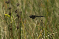 Somatochlora tenebrosa