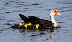 Cairina moschata domestica