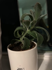 Kalanchoe tomentosa