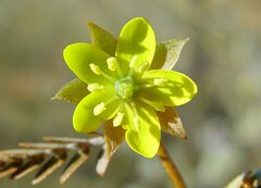 Tribulus forrestii