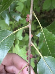 Kokkocynips imbricariae