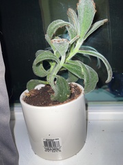 Kalanchoe tomentosa