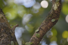 Draco maculatus haasei