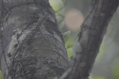 Draco maculatus haasei