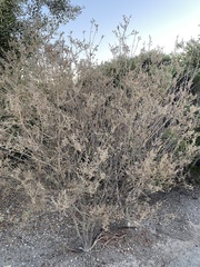 Genista monspessulana