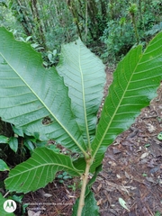 Quercus insignis