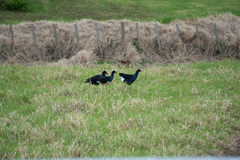 Porphyrio melanotus melanotus