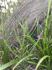 Comesperma