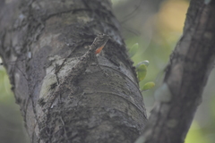 Draco maculatus haasei