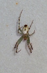 Mangora