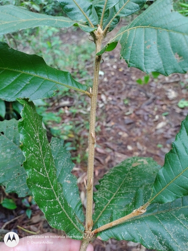 Image of Quercus insignis by (c) Olvin Wilfredo Oyuela, some rights reserved (CC BY-SA)