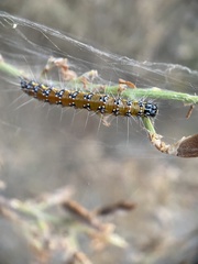 Uresiphita reversalis