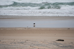 Larus dominicanus dominicanus