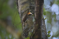 Draco maculatus haasei