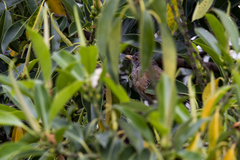 Turdus rufopalliatus