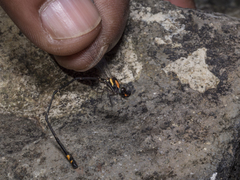 Nososticta impercepta