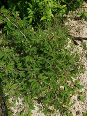 Mimosa tricephala