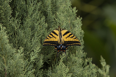 Papilio multicaudata multicaudata