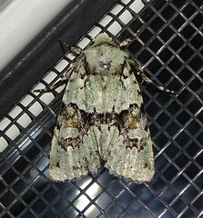 Lacinipolia implicata