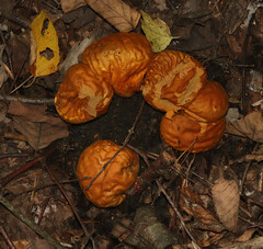 Calvatia rugosa