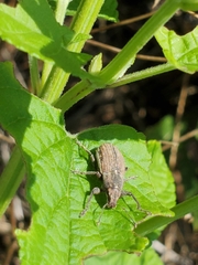 Naupactus leucoloma