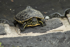 Trachemys venusta