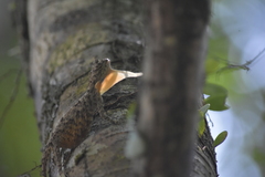 Draco maculatus haasei