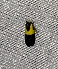 Rectiostoma xanthobasis