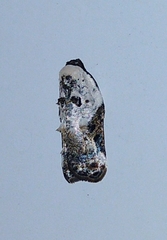 Acleris nivisellana