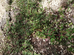 Euphorbia polycarpa